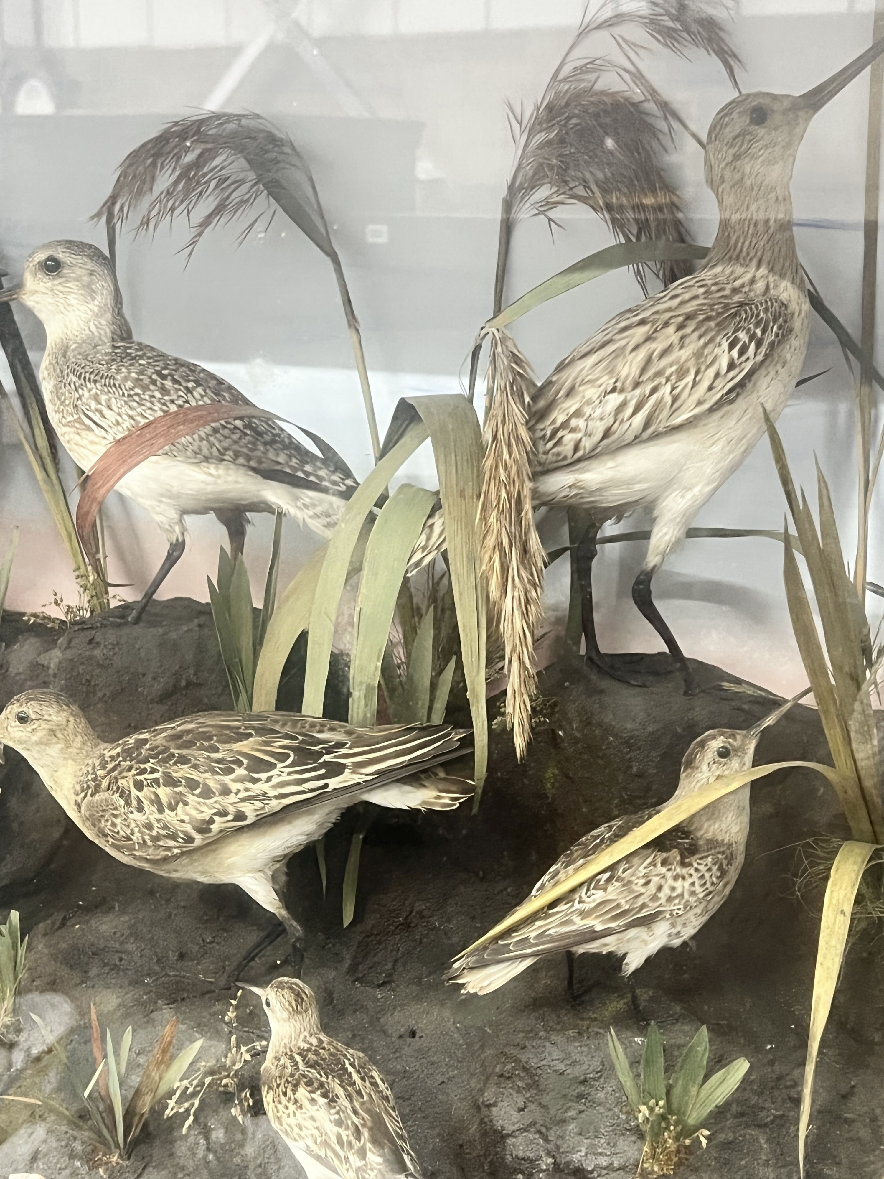 A late Victorian cased taxidermic display of assorted British water birds, case length 94cm, depth 35cm, height 58cm